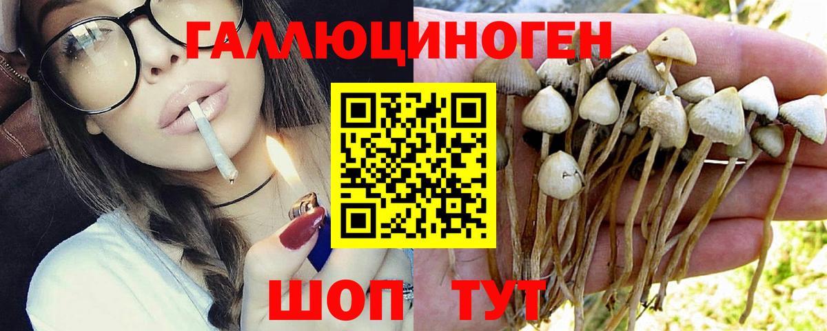 Чита  Псилоцибиновые грибы MAGIC MUSHROOMS  Вход с VPN 